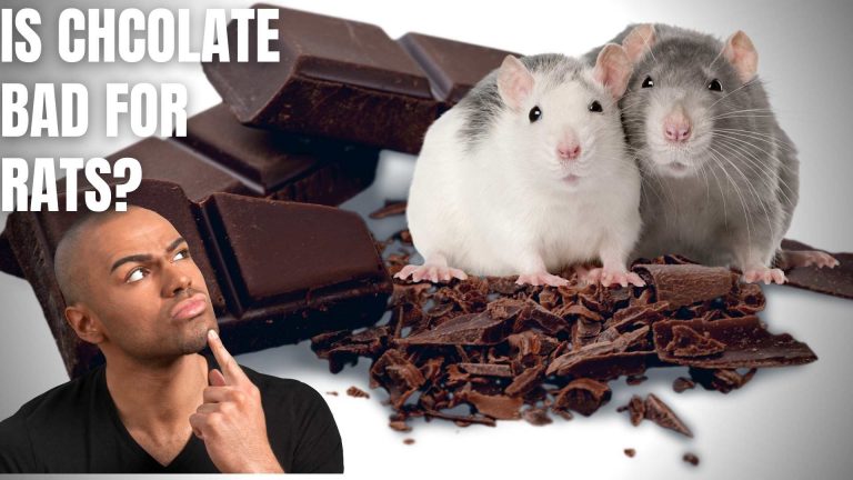 Is Chocolate Bad for Rats?