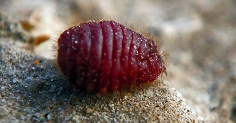 cochineal bugs to make red color for food