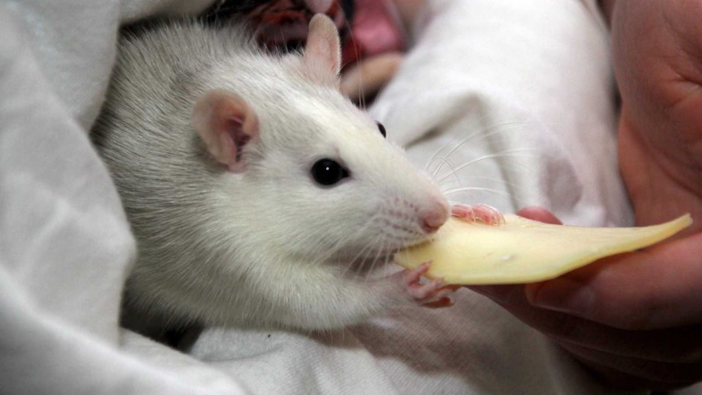 Chocolate Bad for Rats