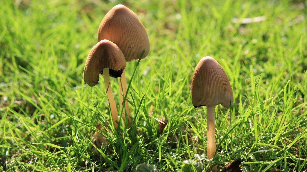 Magic mushroom : Wavy chocolate bar ingredients