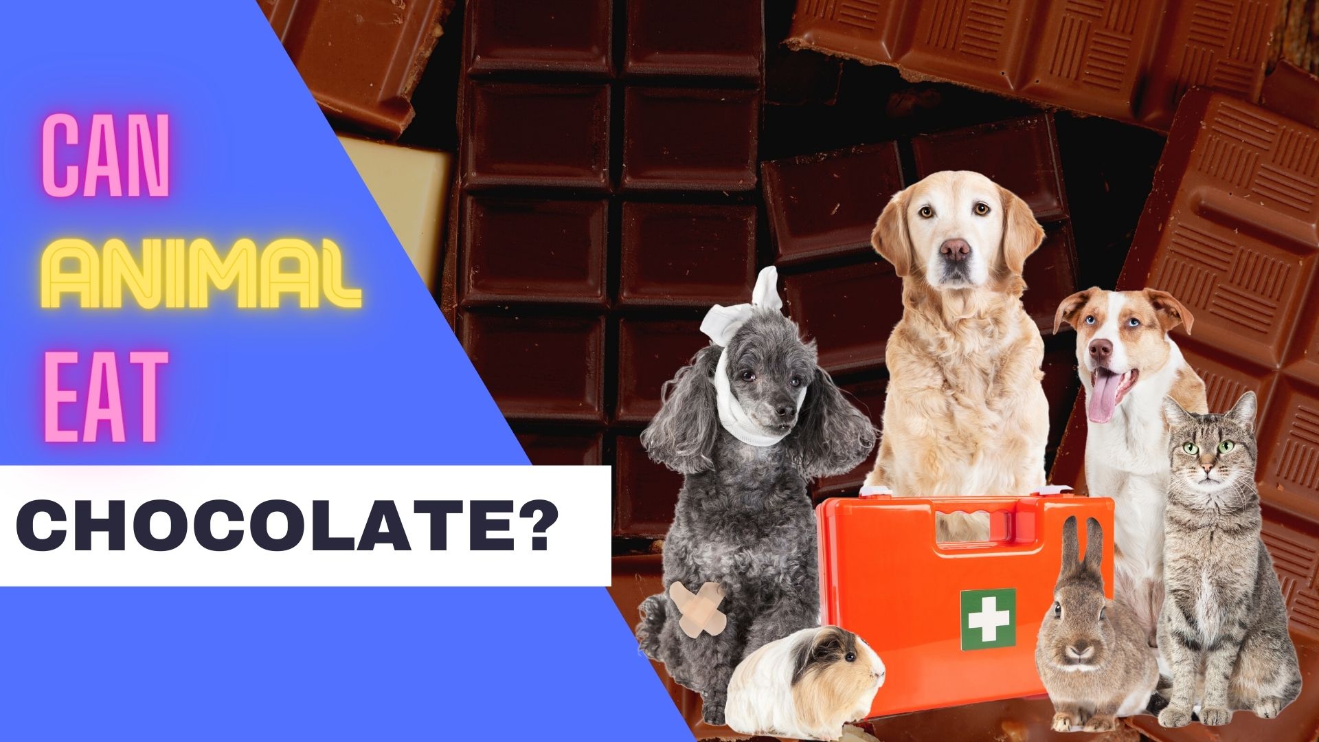 What Animals Can eat Chocolate?