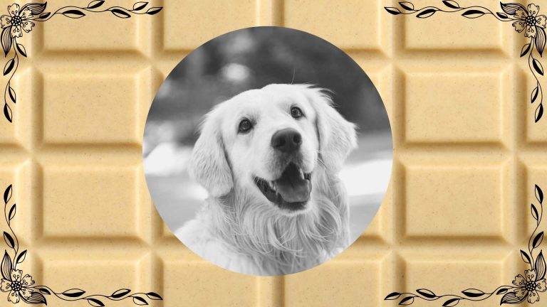 White Chocolate for Dogs? Health Benefits Vs. Risks