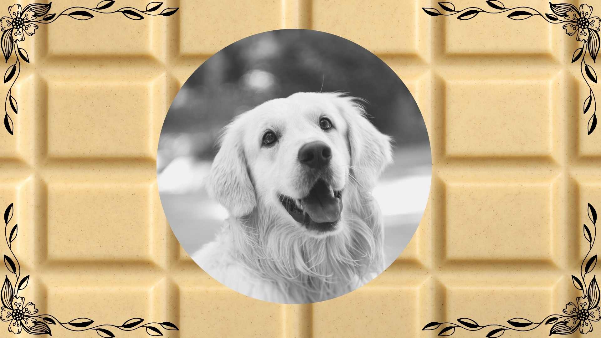 White Chocolate for Dogs