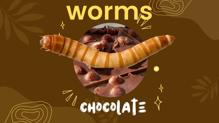 Why are Worms in Chocolate? Things You Should Know About This Controversy